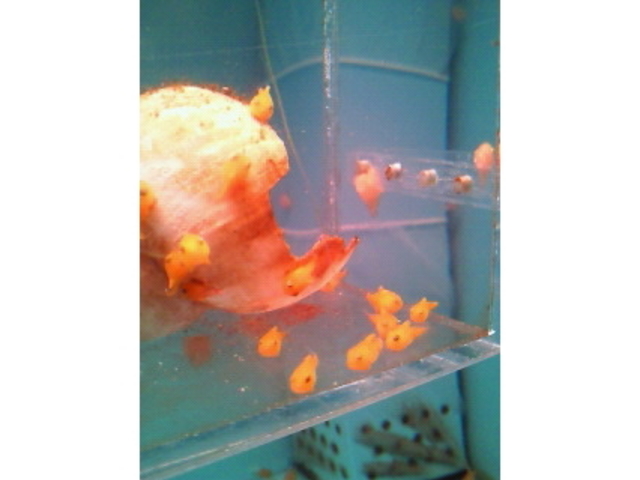 �I�z�[�c�N���X��