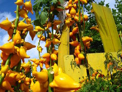 񂳂̃K[f~[WAbւ̓eʐ^1