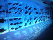 }[̕X̐-Ice Aquarium-̓eʐ^1