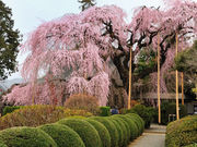 TROUTSKY̎_̃CgUN̓eʐ^1