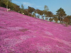 ヒロさんの芝桜の投稿写真1