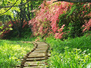 RRbg̔̎R̎RccW̓eʐ^1