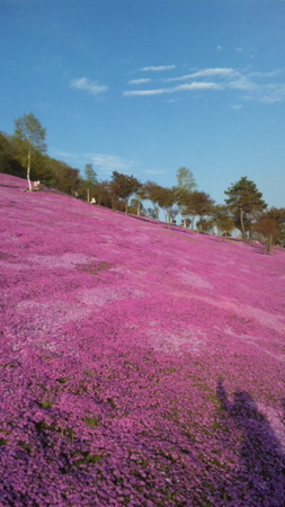 北海道の桜 芝桜の名所27選 桜の開花見頃予想も 春のお花見に じゃらんニュース