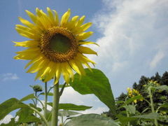 iÎЂ܂̋uւ̓eʐ^1