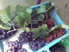 �Θa���G���A�Ԃǂ����̎ʐ^1