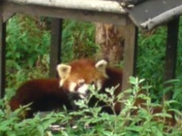 ���R������