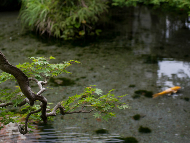 ��̉j���܂�