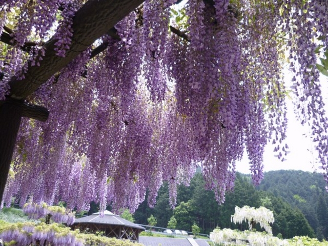 ����咬������