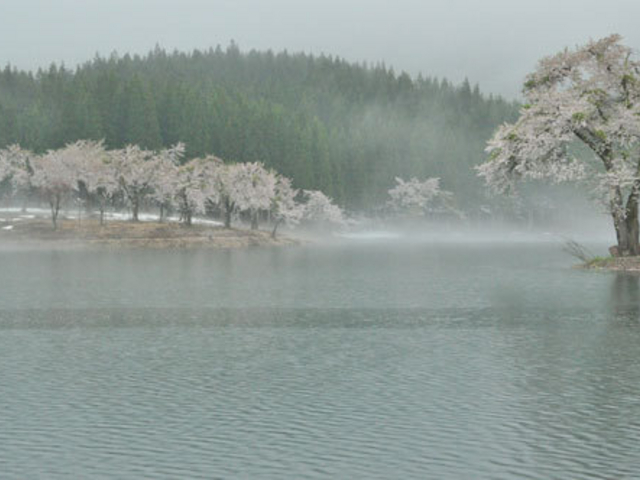 中子の桜 桜の名所 アクセス 営業時間 料金情報 じゃらんnet