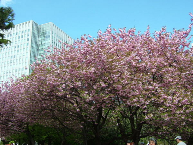 �k�C�������{����(�Ԃ�񂪒���)