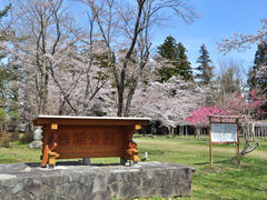 ココットさんの台城公園の桜への投稿写真1