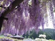 sinodosue̔咬̓eʐ^1