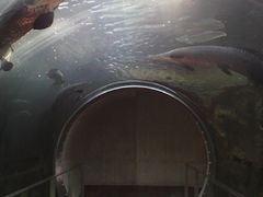 Ȃ̓Ȗ،Ȃ퐅Vւ̓eʐ^1