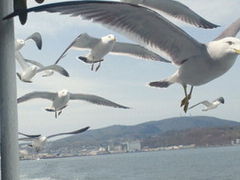 おうたんさんの小樽港～祝津～オタモイ海岸遊覧船の投稿写真1