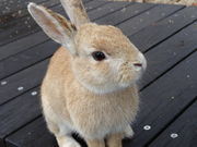 kurahei̋xɑ v쓇̓eʐ^1