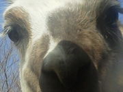 ҁ[Ȃ̓kTt@p[N̓eʐ^1