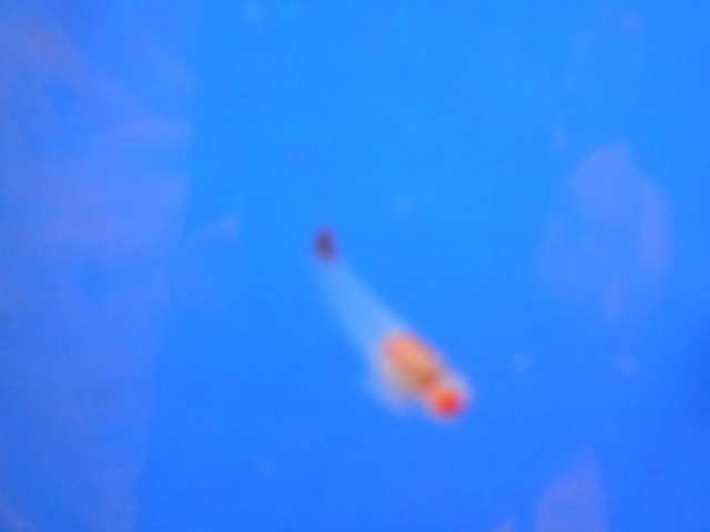 �I�z�[�c�N���X��