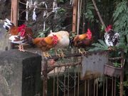 J񂳂̐䈢h_Ђ̓eʐ^1