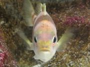 ˂ۂ̊CكV[h[ic̓eʐ^1