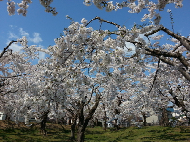 �ܗŊs����