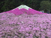 Ԃ񂿂񂳂̖{΂̓eʐ^1