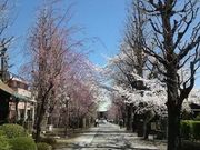 Ԃ񂿂񂳂̋gˎ̓eʐ^1