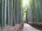 ܂񂳂̋ss|ь̓eʐ^1