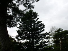 �����T���� �ԏ����؂̓��̎ʐ^1