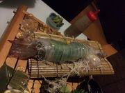 rapid̂Ȃ⓹ wX̓eʐ^1