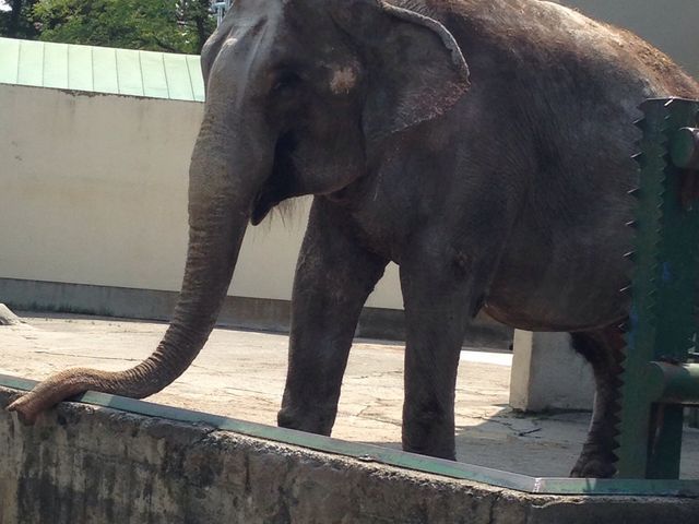 �B��̂������񂪏��������Ƃ���ł̂�т肵�Ă��܂���_���тЂ듮����