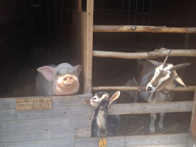 ���܂��܌������̂ł����A�€�₤�����⌢�̐Ԃ���񂪁A���ĂƂ��Ă����������ł��B_�z�s�q���Y�t�@�[��