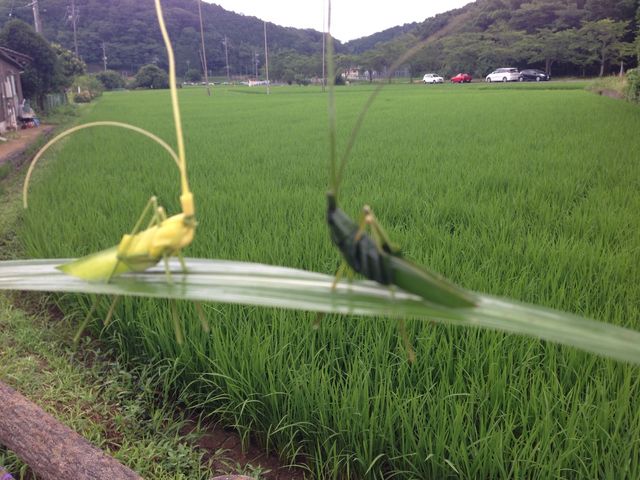 �H�F���̂��y�Y������Ŕ����Ă������ō���Ă���o�b�^��(߄D�)
�߂��Ō��Ă��{���݂����Ńr�b�N��_�H�F��