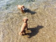 �Ă񂳂�̒|��l�C������̓��e�ʐ^3