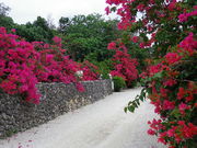 ݂䂫̒|x݂̒̓eʐ^1