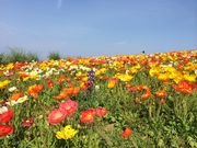 Ԃ񂳂̂킶Ԃ̓eʐ^1