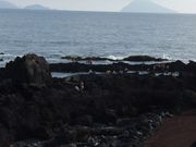 ���񂭂ɂ���̃g�E�V�L�V�j��̓��e�ʐ^1