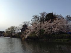 c^87񍂓cSlύy̖z̎ʐ^2