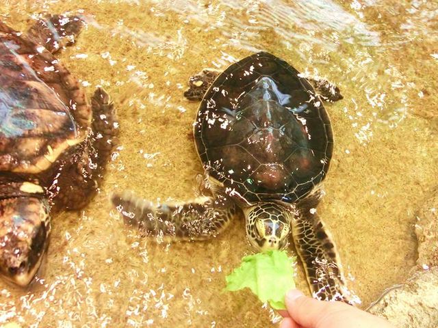 �C���߂̐Ԃ����_�����C�m�W����