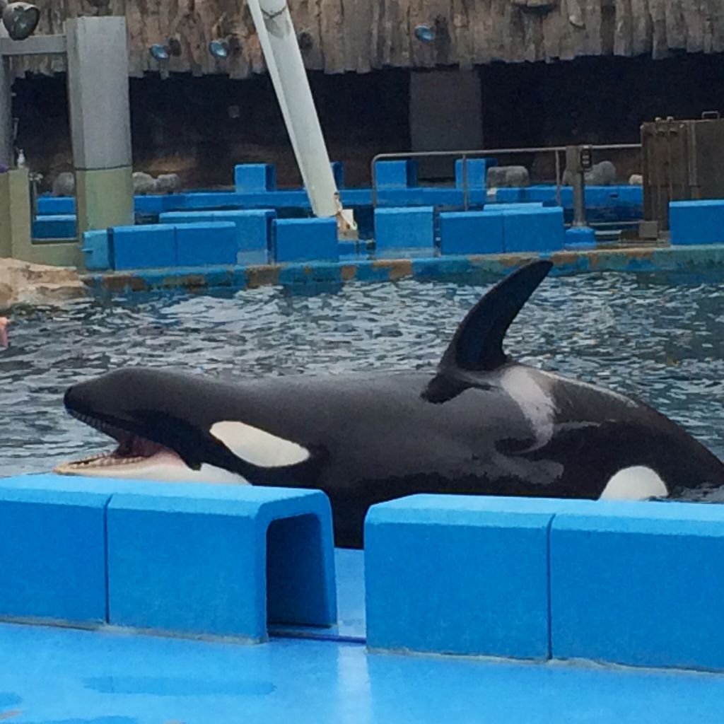 名古屋 港 水族館 デート 告白 出会い系アプリ