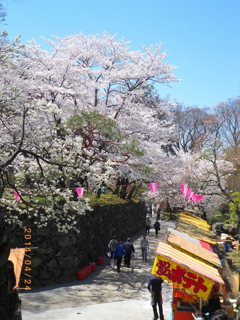 小諸城址懐古園の桜 アクセス 営業時間 料金情報 じゃらんnet