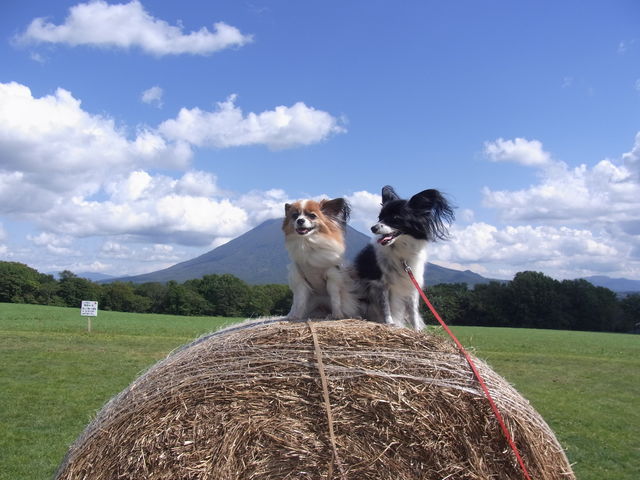 q[ɂėrRobO_qjZR~NH[