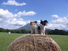 �p�s�}�}����̍����q��j�Z�R�~���N�H�[�ւ̓��e�ʐ^1