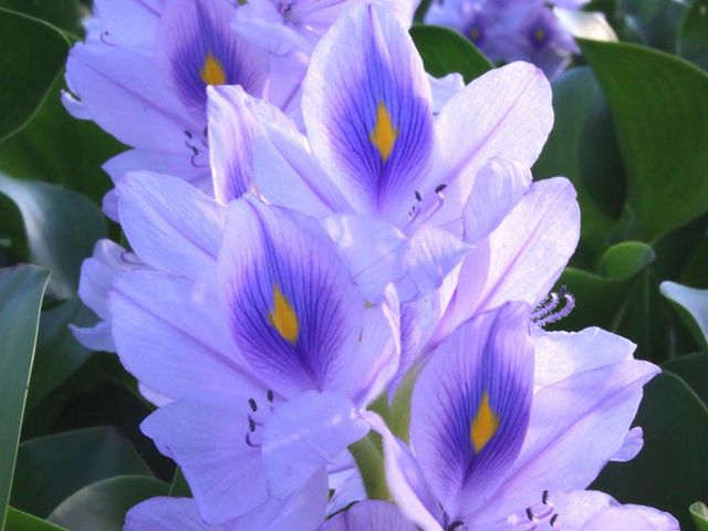 ホテイアオイの咲きっぷりは気まぐれです。
2010/9/11撮影_本薬師寺跡
