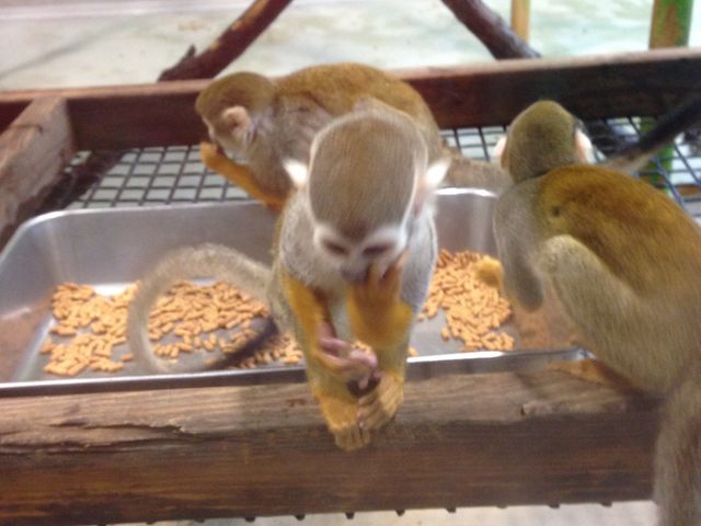 �������� ��������(*^^*)_���тЂ듮����