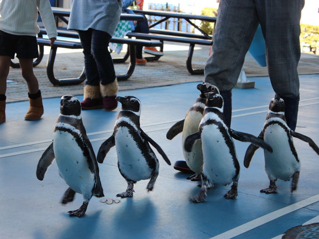 ペンギンのお散歩_のとじま水族館