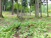 񂳂̉Ԃ̐Xl\R쑐ԉ̓eʐ^1