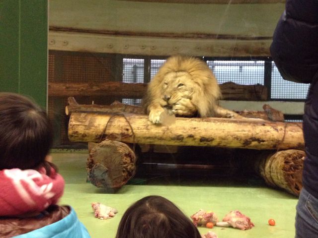 ���C�I��_���R������