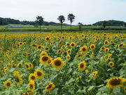 maneki����̉Ĉ䃖�l�̃n�}���E�����n�̓��e�ʐ^2