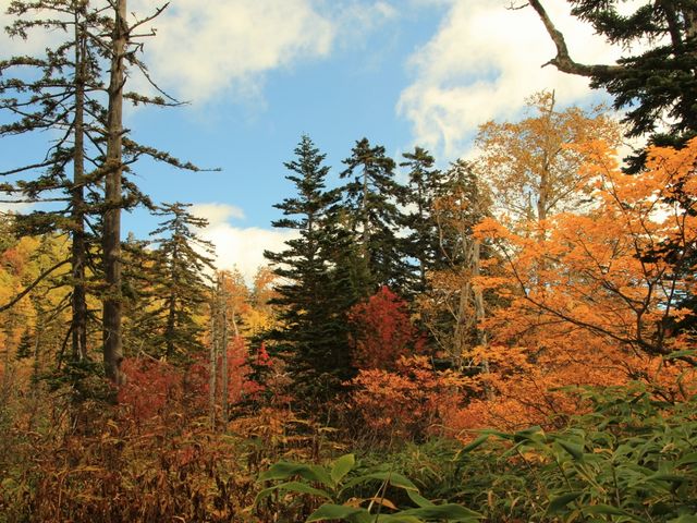 ���n������g�t�̐X_��ፂ�����Q