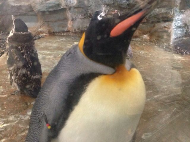 �Ȃ��Ȃ����킢��^_^_���R������